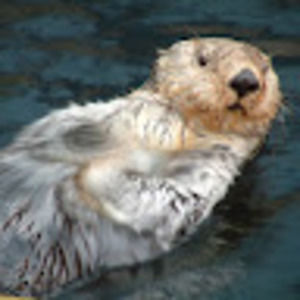 Meet your Posher, Neil